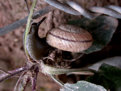 Chilostoma (Chilostoma) cingulatum colubrinum